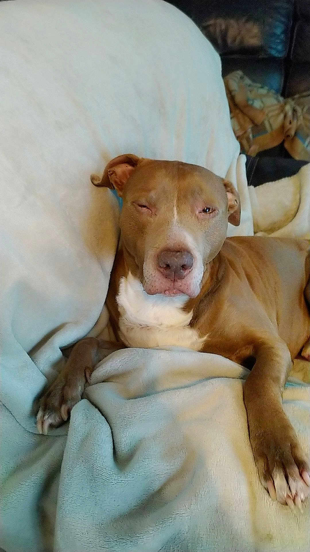 Tyron participe au concours pour gagner de l'argent avec cette photo : dog, brown_dog, blanket, resting, indoor, relaxed, pet, canine, sleepy, fur, paw, couch, comfort, animal, domestic_animal, closeup, snug, home, cozy, nap