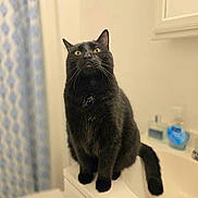Clifford is registered to the contest to win money with this photo: black_cat, cat, pet, feline, animal, indoor, bathroom, counter, curious, yellow_eyes, whiskers, tail, sitting, domestic_cat, fur, cute, portrait, household, curtain, toiletries