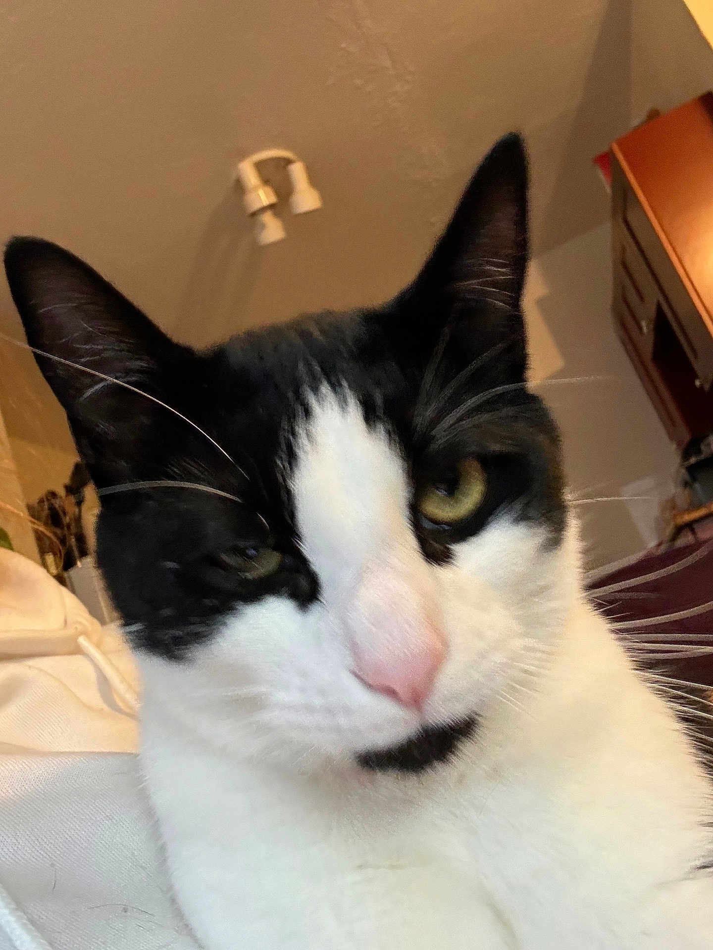 Ninja joined the competition — help win amazing prizes! cat, black_and_white, close_up, indoor, pet, whiskers, face, fur, animal, cute, domestic_cat, portrait, feline, pink_nose, ears, eyes, relaxed, household, cozy