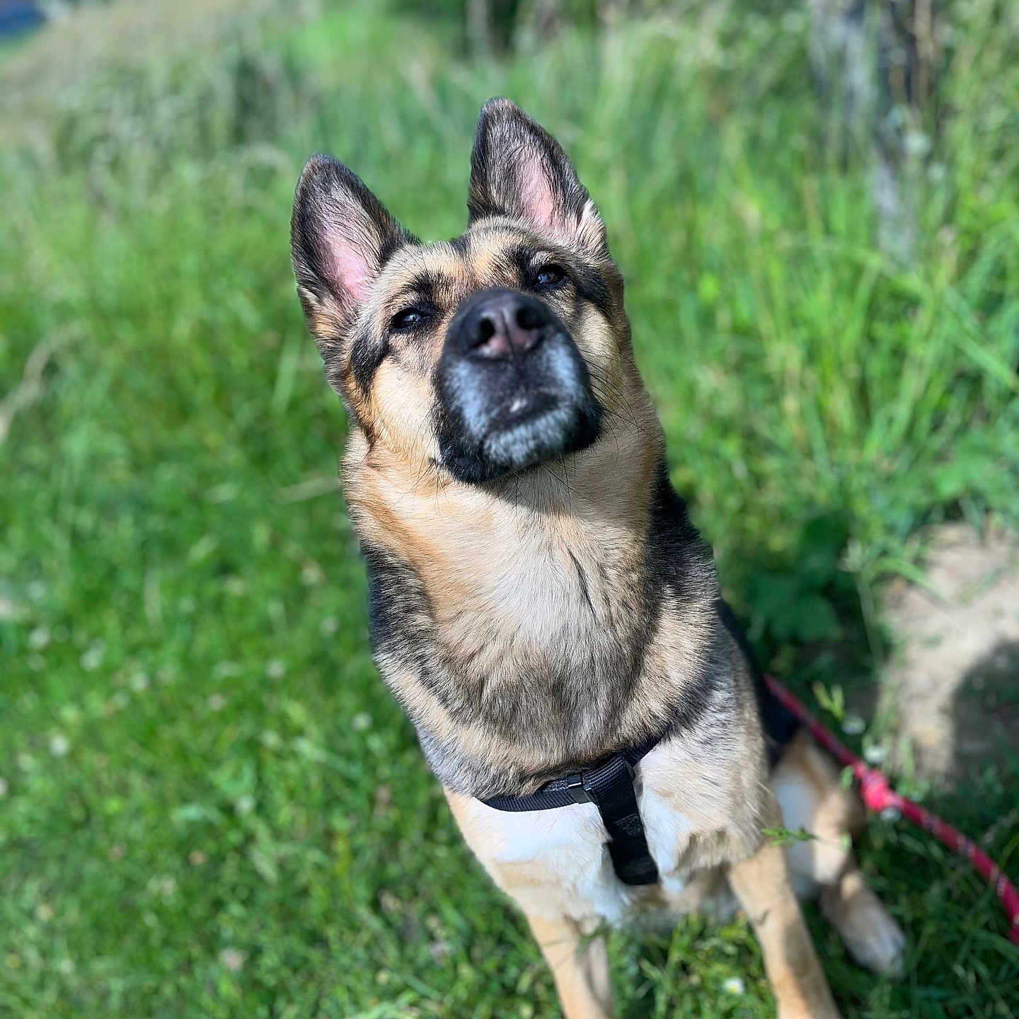 Tara participe au concours pour gagner de l'argent avec cette photo : alert, animal, canine, close_up, cute, daylight, dog, ears_up, german_shepherd, grass, grass_field, greenery, harness, leash, nature, outdoor, pet, portrait, sitting, sunlight