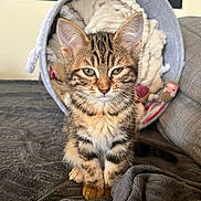 Arthemis participe au concours pour gagner de l'argent avec cette photo : kitten, tabby, cat, pet, feline, sitting, blanket, cozy, indoor, bed, fur, whiskers, cute, animal, soft, young, portrait, striped, domestic_cat, relaxed