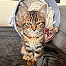 kitten, tabby, cat, pet, feline, sitting, blanket, cozy, indoor, bed, fur, whiskers, cute, animal, soft, young, portrait, striped, domestic_cat, relaxed