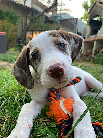 Jam participe au concours pour gagner de l'argent avec cette photo : canidae, carnivore, chair, collar, companion_dog, dog, dog_breed, dog_collar, fashion_accessory, fawn, grass, herb, leash, plant, puppy, sky, snout, sporting_group, tree, working_animal