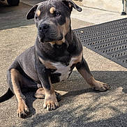Arrow participe au concours pour gagner de l'argent avec cette photo : dog, puppy, sitting, outdoor, concrete, sunlight, shadow, car, wall, curious, pet, animal, young, ears, paws, black_and_tan, fur, expression, side_view, quiet