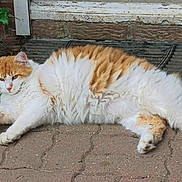 Garfield participe au concours pour gagner de l'argent avec cette photo : cat, orange_and_white, fluffy, lying_down, pavement, brick_wall, metal_grate, outdoor, relaxed, pet, feline, whiskers, ears, tail, fur, animal, nature, resting, daylight, closeup