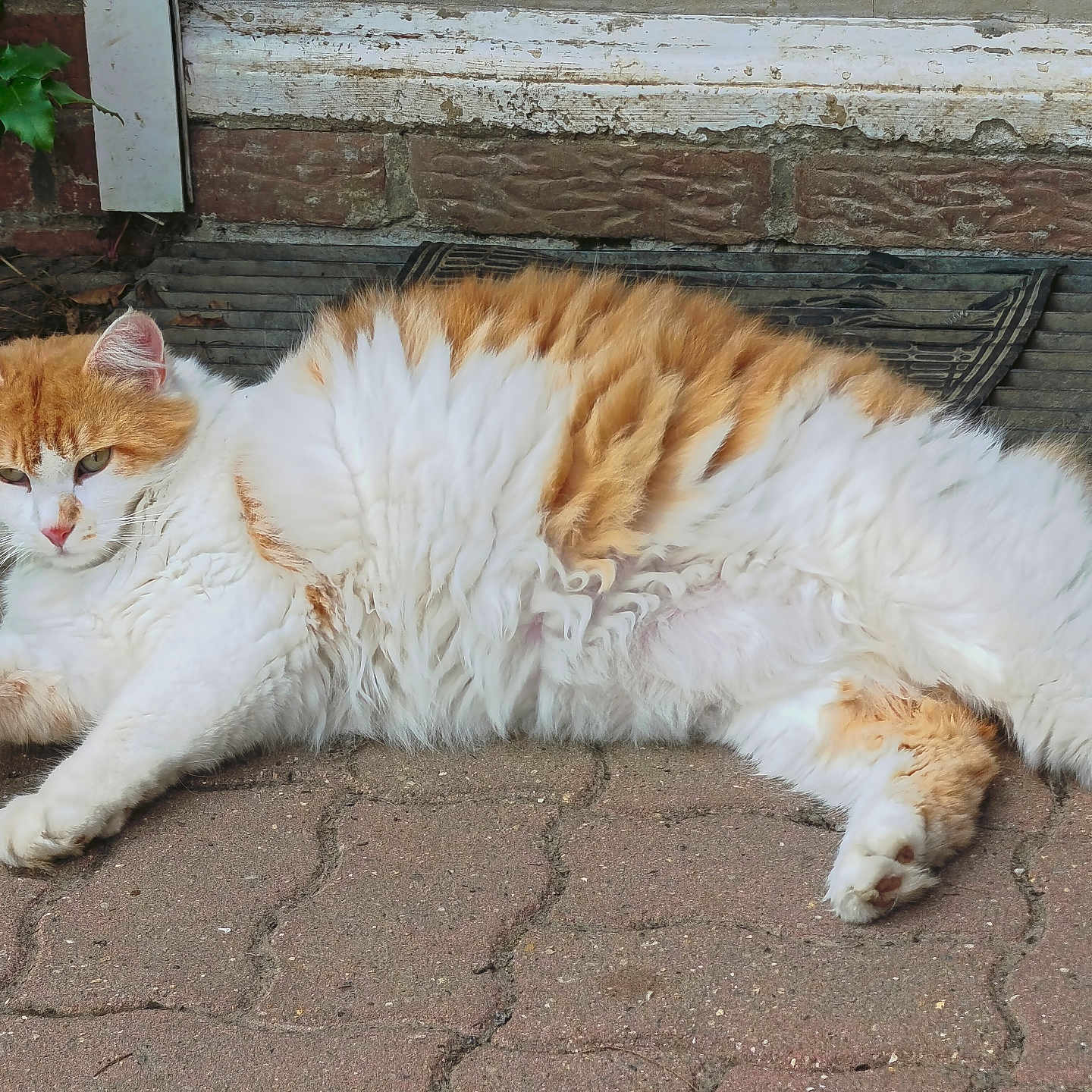 Garfield