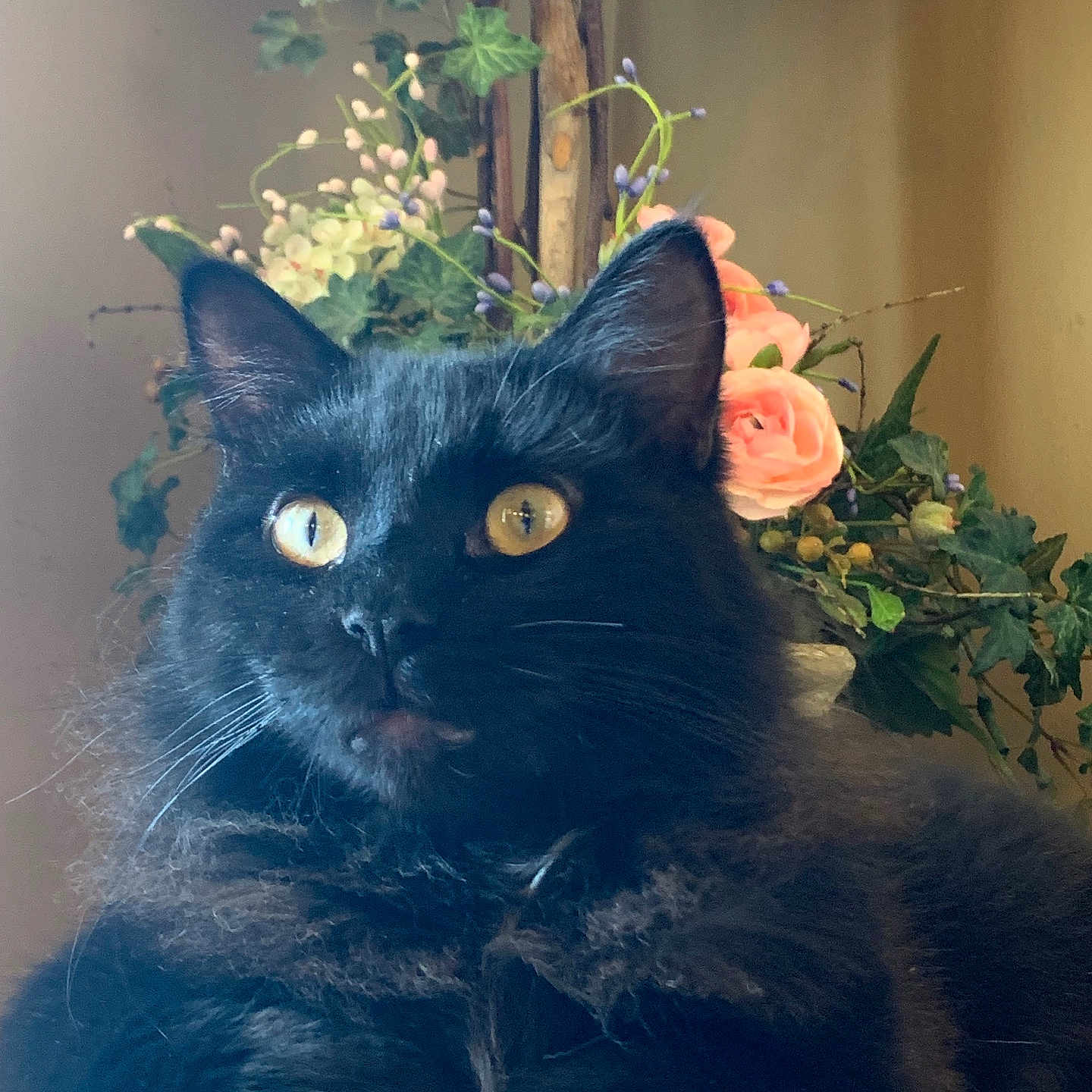 Binx joined the competition — help win amazing prizes! angora, animal, blackcat, cat, flower, flowerarrangement, flowerbouquet, ikebana, jar, kitten, leaf, pet, petal, plant, planter, pottedplant, pottery, rose, vase, wood