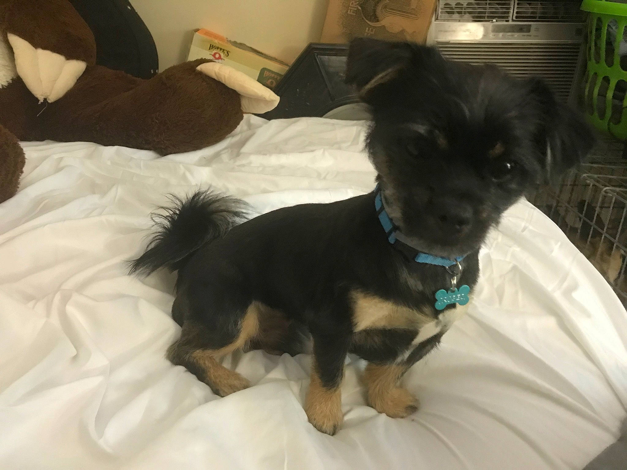 Jasper joined the competition — help win amazing prizes! border_terrier, canidae, carnivore, chihuahua, companion_dog, dog, dog_breed, hovawart, mammal, morkie, puppy, puppy_love, sporting_group, toy_dog