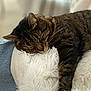 cat, tabby, sleeping, fluffy, cushion, white, furry, relaxed, indoor, cozy, jeans, human, lap, pet, animal, whiskers, closeup, soft, resting, comfort
