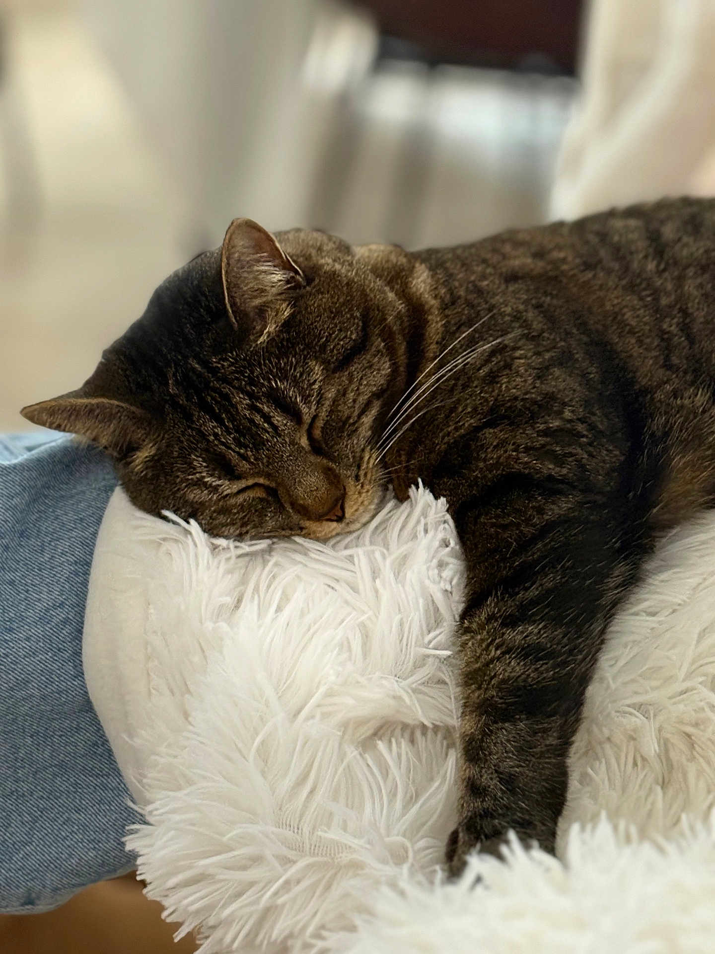 Orlane participe au concours pour gagner de l'argent avec cette photo : cat, tabby, sleeping, fluffy, cushion, white, furry, relaxed, indoor, cozy, jeans, human, lap, pet, animal, whiskers, closeup, soft, resting, comfort