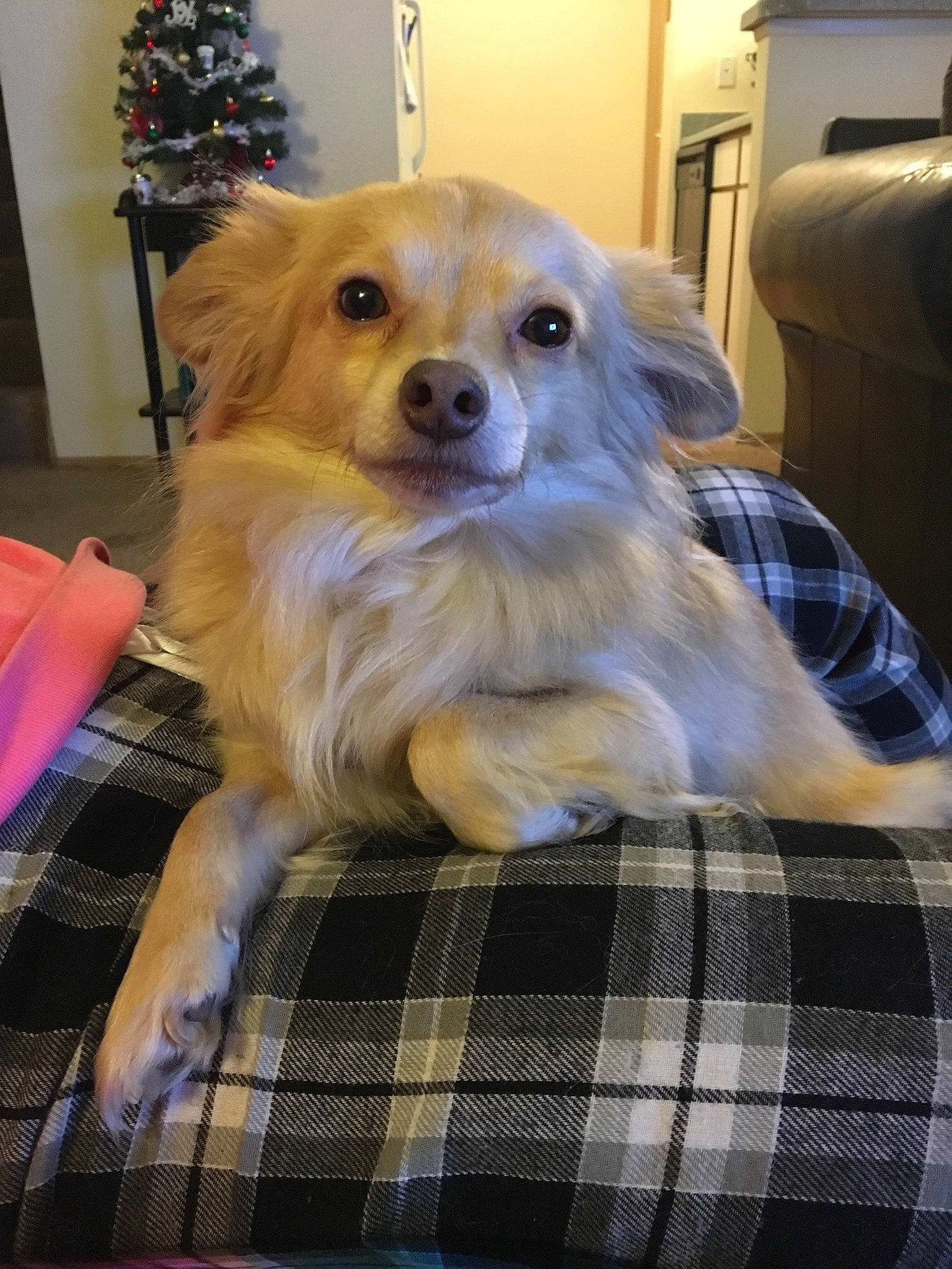 Blondie is registered to the contest to win money with this photo: canidae, carnivore, companion_dog, dog, dog_breed, fawn, mammal, pomeranian, puppy, rare_breed_dog, small_greek_domestic_dog, snout, sporting_group, tibetan_spaniel, vertebrate, whiskers