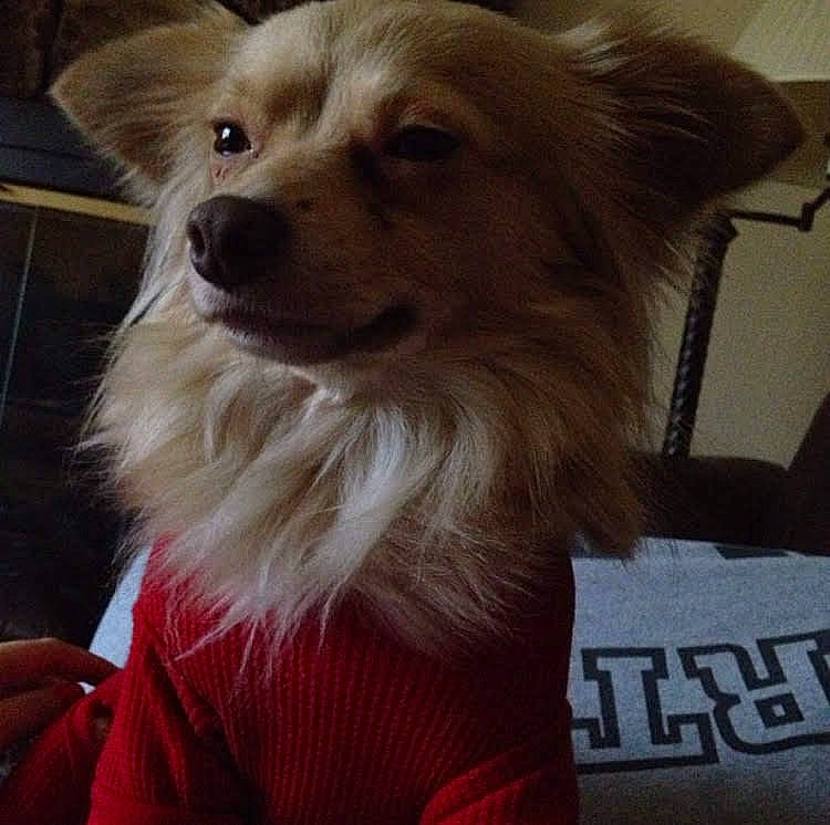 Blondie joined the competition — help win amazing prizes! canidae, carnivore, companion_dog, dog, dog_breed, ear, fawn, mammal, pomeranian, puppy, rare_breed_dog, small_greek_domestic_dog, snout, sporting_group