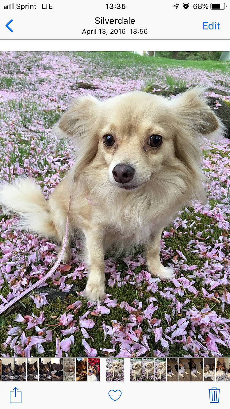 Blondie joined the competition — help win amazing prizes! canidae, carnivore, chihuahua, companion_dog, dog, dog_breed, fawn, mammal, plant, puppy, rare_breed_dog, small_greek_domestic_dog, sporting_group, toy_dog, vertebrate