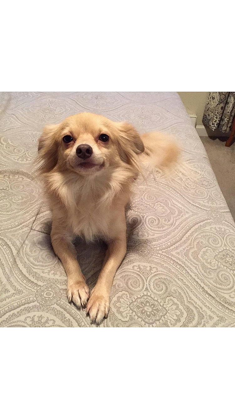 Blondie is registered to the contest to win money with this photo: beige, canidae, carnivore, chihuahua, companion_dog, dog, dog_breed, fawn, fur, mammal, pekingese, puppy, small_greek_domestic_dog, sporting_group, tibetan_spaniel, toy_dog, vertebrate