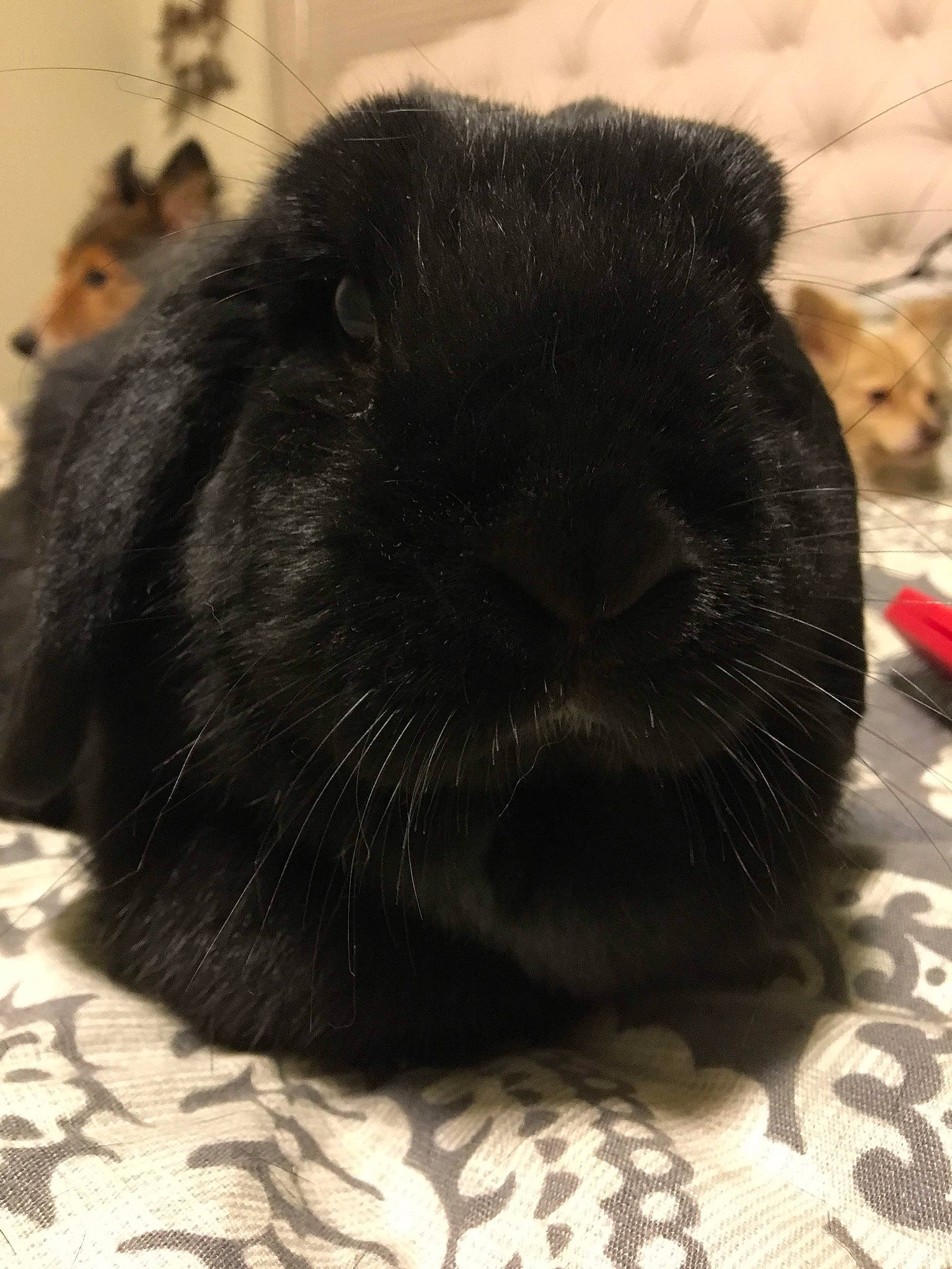 Bun is registered to the contest to win money with this photo: black, fawn, fur, guinea_pig, rabbit, rabbits_and_hares, rodent, snout, whiskers