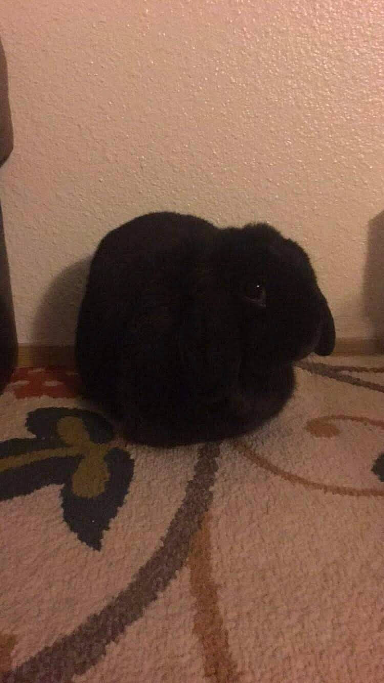 Bun joined the competition — help win amazing prizes! chinchilla, domestic_rabbit, fawn, guinea_pig, rabbit, rabbits_and_hares, rodent, tail