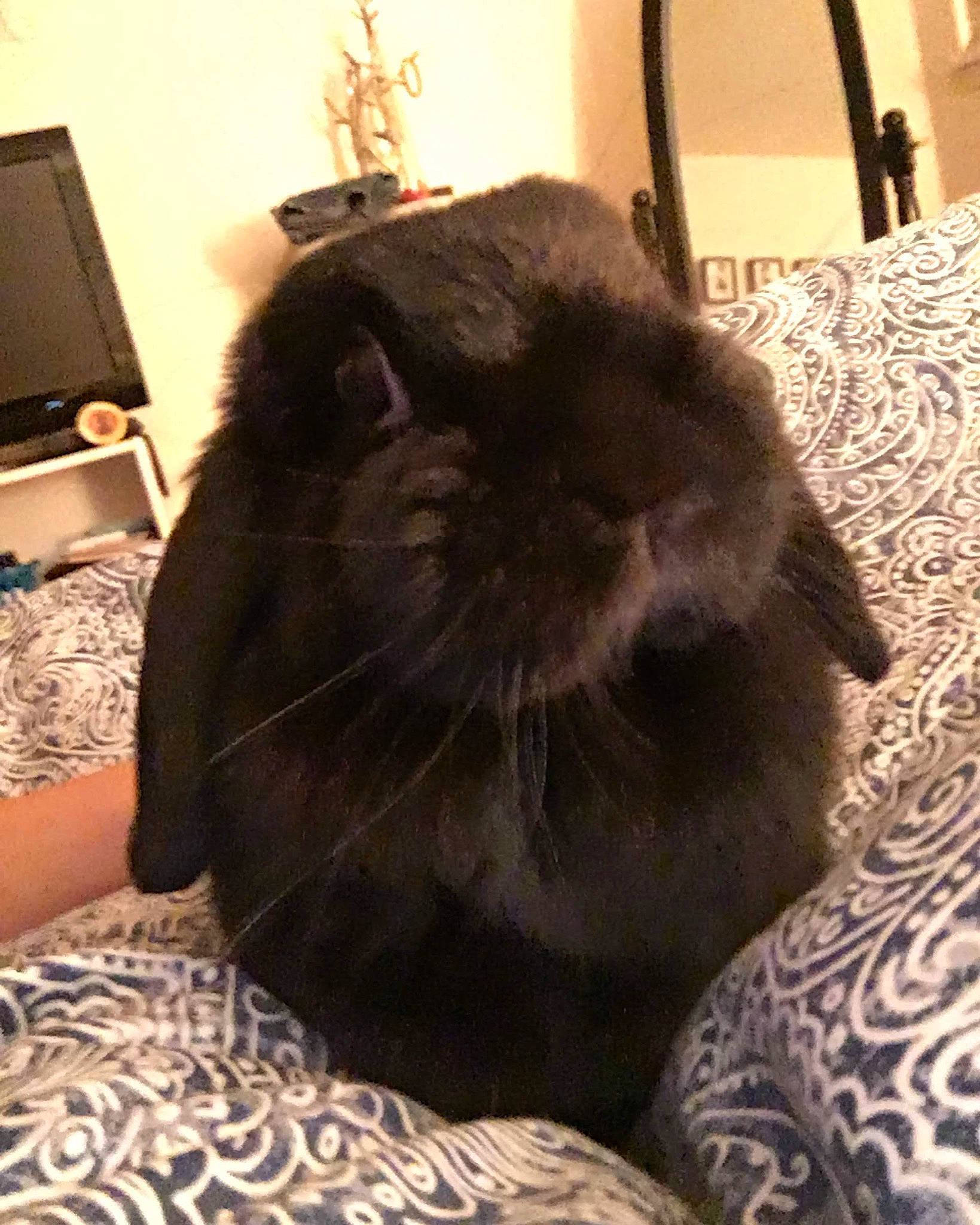 Bun joined the competition — help win amazing prizes! domestic_rabbit, fawn, fur, rabbit, rabbits_and_hares, whiskers