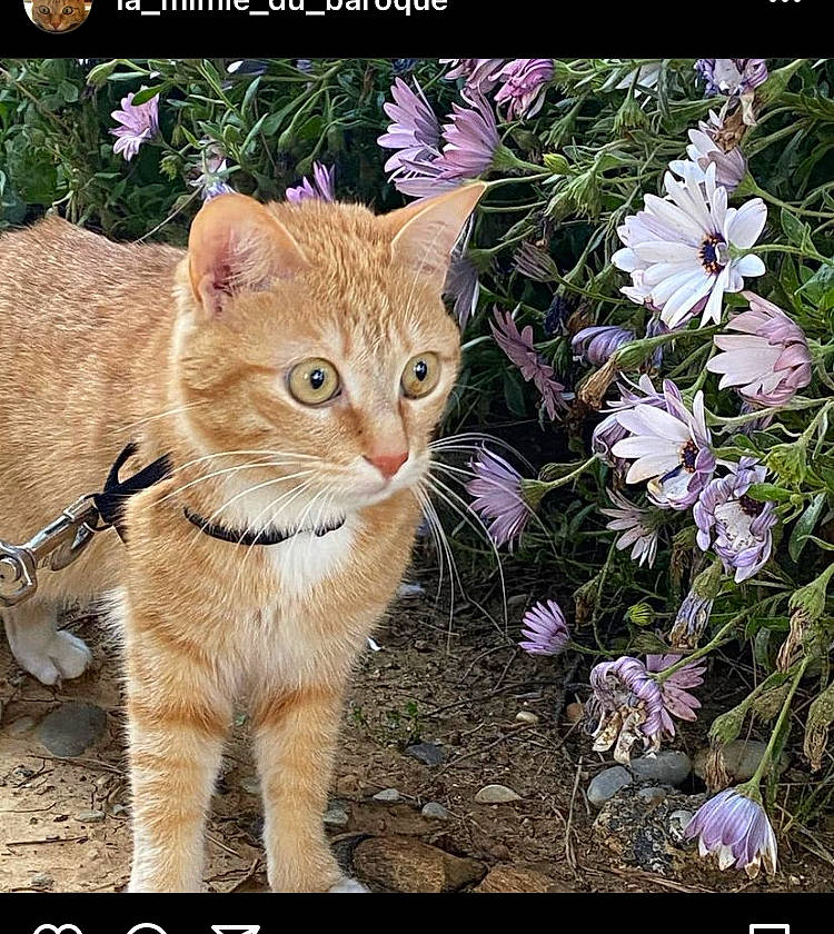 Chipie participe au concours pour gagner de l'argent avec cette photo : adaptation, carnivore, cat, domestic_short_haired_cat, fawn, felidae, flower, fur, gesture, grass, nature, organism, paw, photo_caption, plant, small_to_medium_sized_cats, snout, tail, terrestrial_animal, whiskers