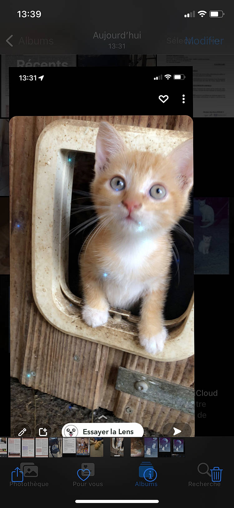 Chipie participe au concours pour gagner de l'argent avec cette photo : box, carnivore, cat, cat_supply, domestic_short_haired_cat, fawn, felidae, font, fur, internet_meme, paw, pet_supply, photo_caption, rectangle, small_to_medium_sized_cats, snout, tail, whiskers, window, wood