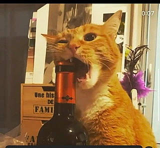 Chipie participe au concours pour gagner de l'argent avec cette photo : barware, bottle, carnivore, cat, domestic_short_haired_cat, fawn, felidae, fur, glass_bottle, happy, houseplant, paw, photo_caption, plant, room, small_to_medium_sized_cats, square, tail, whiskers, window