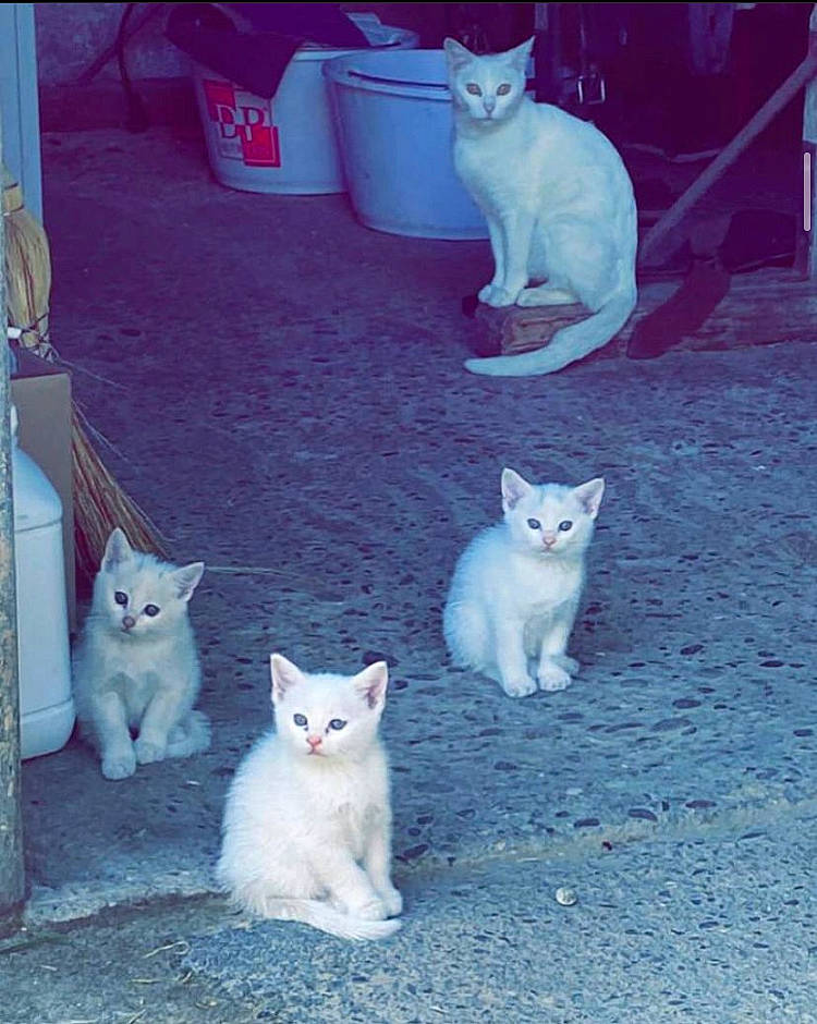 Feu Vert participe au concours pour gagner de l'argent avec cette photo : blue, carnivore, cat, domestic_short_haired_cat, electric_blue, felidae, flooring, fur, gas, grey, light, mammal, paw, photograph, small_to_medium_sized_cats, snapshot, tail, vertebrate, whiskers, white