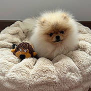 Asha a rejoint le concours — aidez-le/la à gagner de superbes lots ! dog, pomeranian, puppy, plush_bed, stuffed_toy, fur, cute, pet, indoor, cozy, small_dog, animal, fluffy, toy, relaxing, comfort, brown, cream, soft, resting