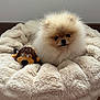 dog, pomeranian, puppy, plush_bed, stuffed_toy, fur, cute, pet, indoor, cozy, small_dog, animal, fluffy, toy, relaxing, comfort, brown, cream, soft, resting