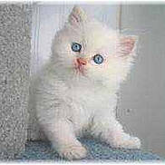 Pacha participe au concours pour gagner de l'argent avec cette photo :