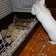 Lapinou  a rejoint le concours — aidez-le/la à gagner de superbes lots !