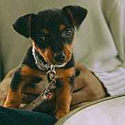 Marlo a rejoint le concours — aidez-le/la à gagner de superbes lots ! adorable, animal, black, brown, closeup, collar, companion, cute, dog, expression, eyes, fur, hand, indoor, leash, person, pet, puppy, small, young