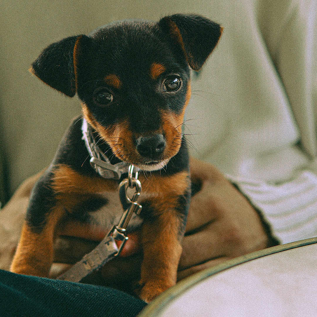 Marlo