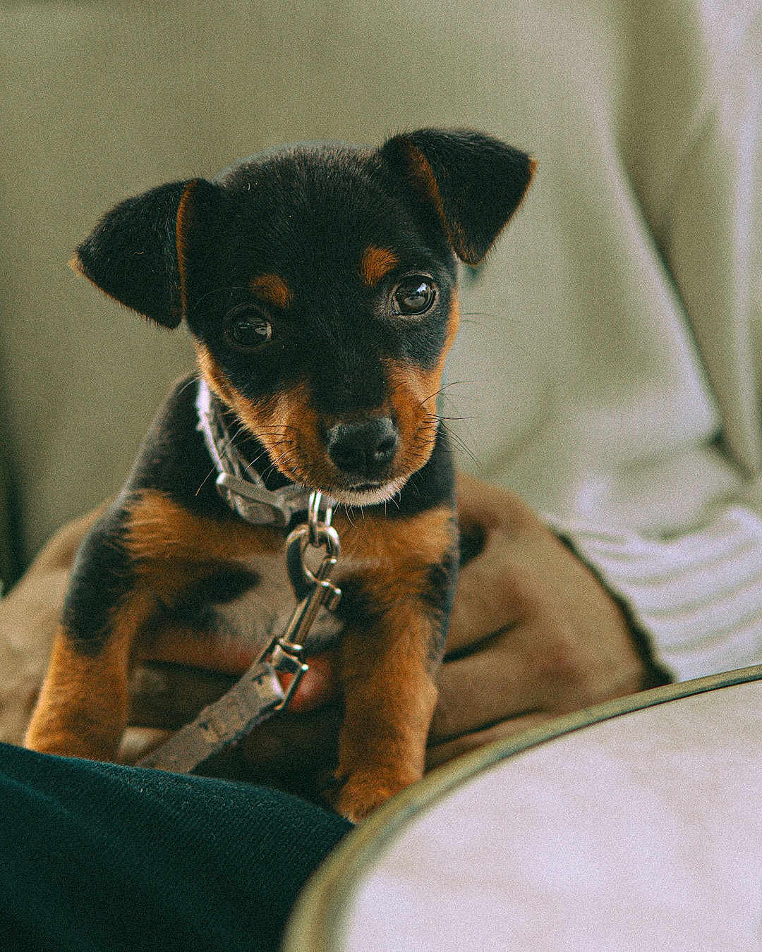 Marlo