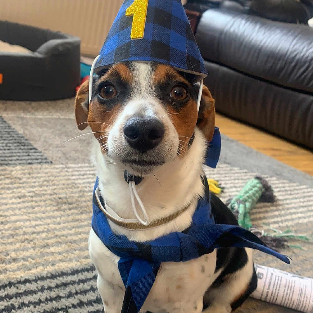 Junior joined the competition — help win amazing prizes! accessories, animal, architecture, building, canine, clothing, couch, dog, furniture, hat, head, homedecor, hound, indoors, interiordesign, livingroom, pet, puppy, room, strap