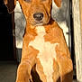 dog, puppy, brown_dog, white_chest, front_paws, wooden_surface, sunlight, shadow, outdoor, doorway, curious, pet, animal, canine, portrait, young_dog, ears, snout, claws, fence