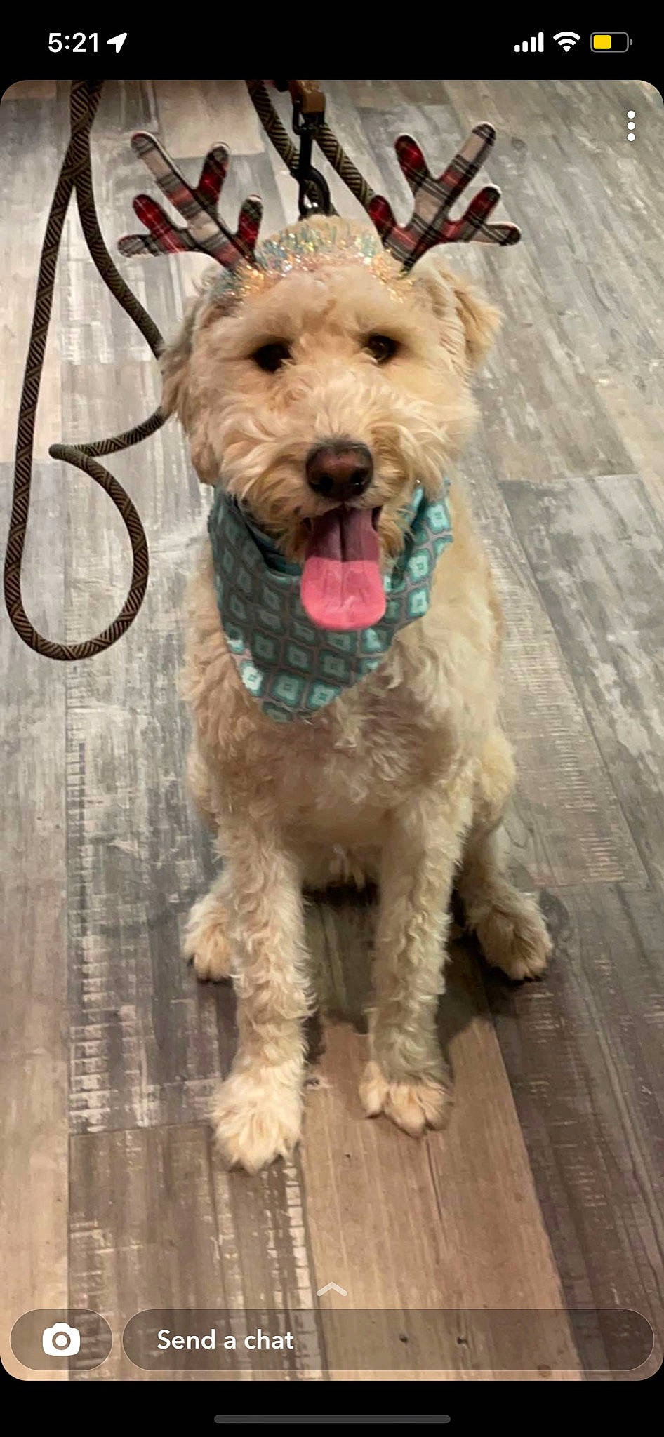 Piper joined the competition — help win amazing prizes! carnivore, collar, companion_dog, dog, dog_breed, dog_collar, dog_supply, fashion_accessory, flooring, fur, hardwood, leash, liver, snout, terrier, toy_dog, water_dog, welsh_terrier, wood, working_animal