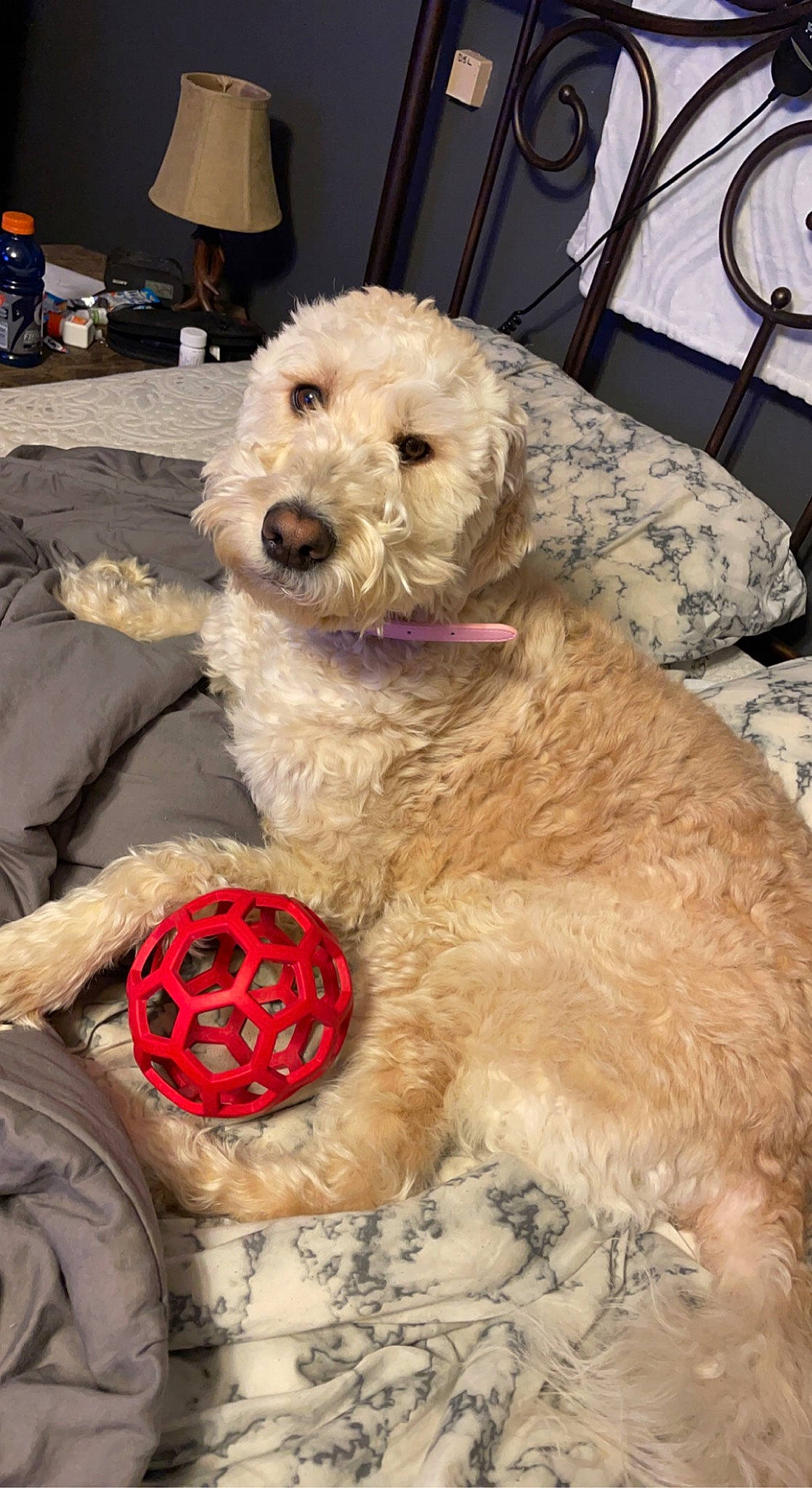 Piper joined the competition — help win amazing prizes! canidae, carnivore, companion_dog, dog, dog_breed, dog_collar, dog_supply, event, fur, labradoodle, mechanical_fan, pet_supply, small_terrier, snout, sporting_group, terrier, toy, toy_dog, water_dog, working_animal