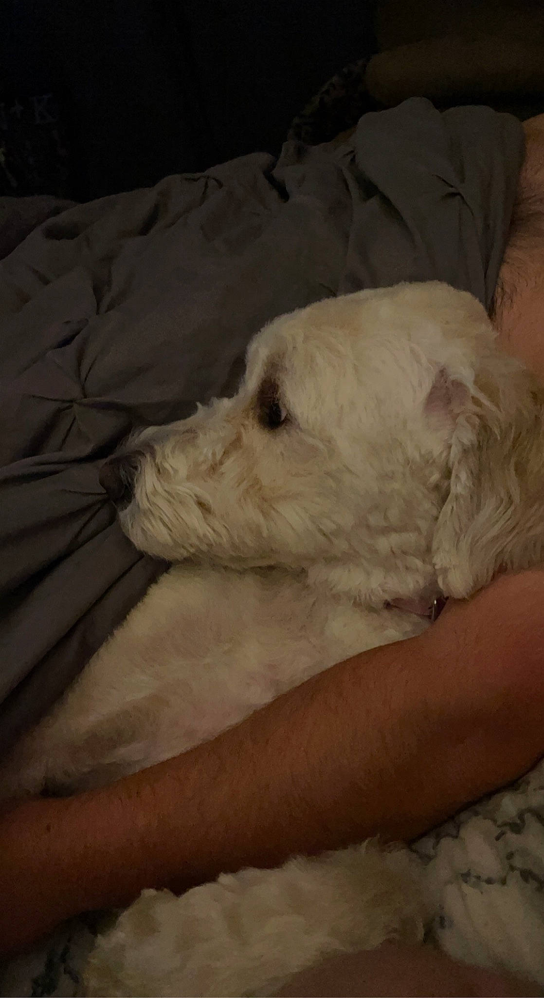 Piper joined the competition — help win amazing prizes! bed, canidae, carnivore, comfort, companion_dog, dog, dog_breed, fur, linens, livestock_guardian_dog, nap, non_sporting_group, paw, poodle, puppy, puppy_love, retriever, sporting_group, toy_dog, working_animal