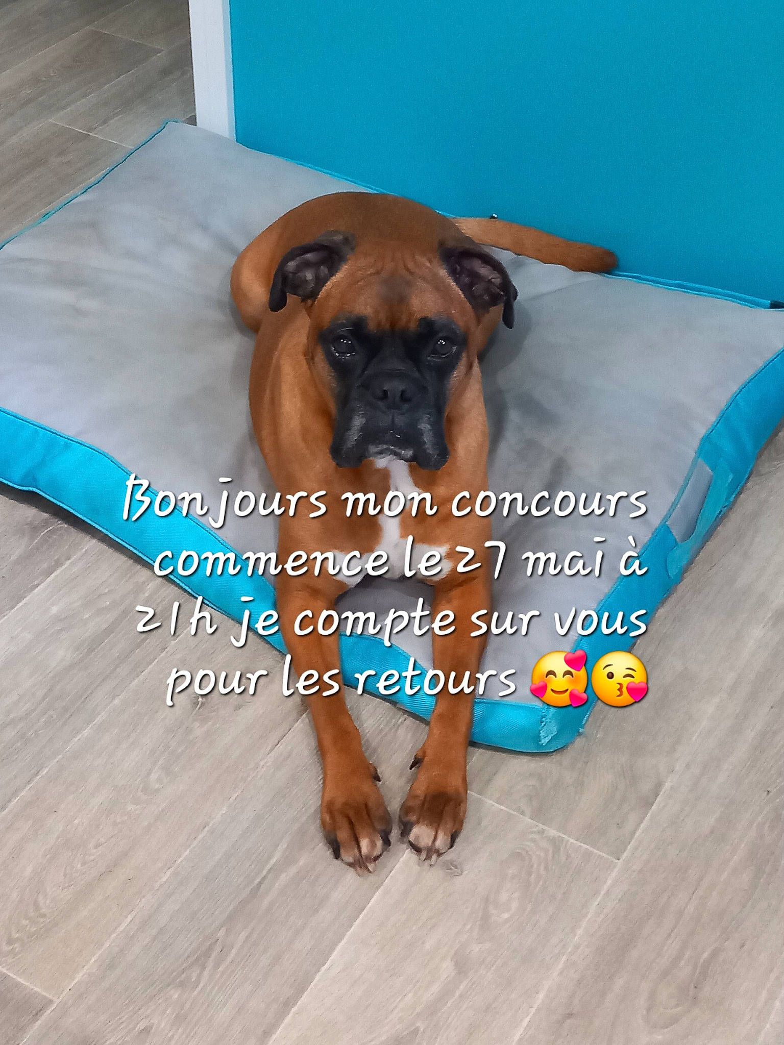 Nolaf a rejoint le concours — aidez-le/la à gagner de superbes lots ! canidae, carnivore, comfort, companion_dog, dog, dog_breed, dog_supply, fawn, floor, flooring, hardwood, laminate_flooring, liver, pet_supply, snout, sporting_group, wood, wood_flooring, wood_stain, working_animal