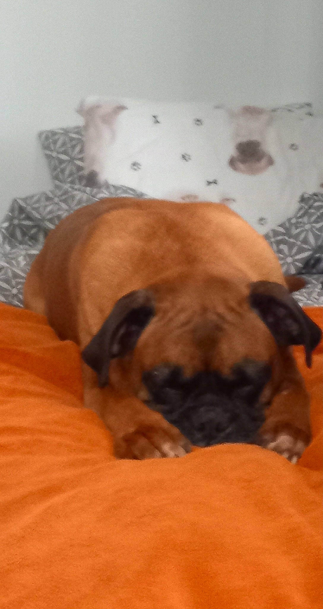 Nolaf participe au concours pour gagner de l'argent avec cette photo : canidae, carnivore, comfort, companion_dog, dog, dog_breed, fawn, flooring, hardwood, nap, non_sporting_group, paw, pug, snout, sporting_group, terrestrial_animal, toy_dog, wrinkle