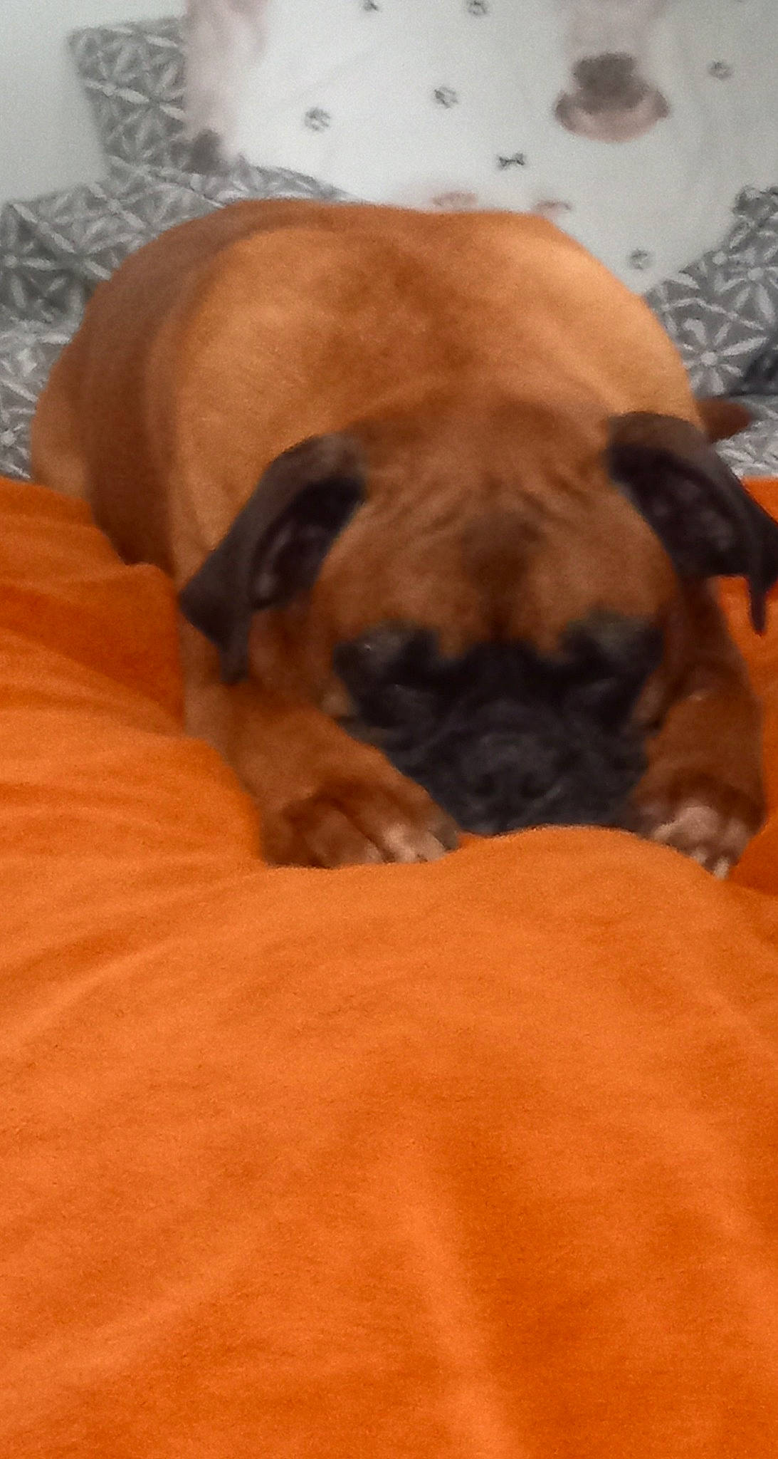 Nolaf participe au concours pour gagner de l'argent avec cette photo : bored, canidae, carnivore, comfort, companion_dog, dog, dog_breed, fawn, flooring, fur, hardwood, nap, pug, snout, sporting_group, terrestrial_animal, toy_dog, whiskers, wood, wrinkle