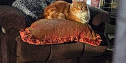 Leo joined the competition — help win amazing prizes! cat, orange_cat, cushion, armchair, blanket, curtains, heater, indoor, furniture, pet, cozy, relaxing, window, home, floor, fringe, seated, looking, domestic, comfortable