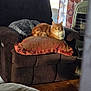 cat, orange_cat, cushion, armchair, blanket, curtains, heater, indoor, furniture, pet, cozy, relaxing, window, home, floor, fringe, seated, looking, domestic, comfortable