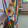 cat, orange_cat, white_paws, ribbons, rainbow_colors, scratching_post, cat_tree, indoor, carpet, window, playful, pet, feline, curious, paw, fur, ears, whiskers, home, room