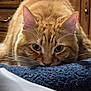 cat, ginger_cat, close_up, indoor, feline, whiskers, ears, wooden_furniture, drawer, texture, focused, pets, animal, domestic_cat, curious, eyes, fur, resting, home, cozy