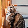 Daisy participe au concours pour gagner de l'argent avec cette photo : cat, tabby, pet, indoor, staircase, wooden_window, carpeted_stairs, curious, green_eyes, fur, whiskers, collar, domestic_animal, sitting, side_view, natural_light, feline, paw, house, window