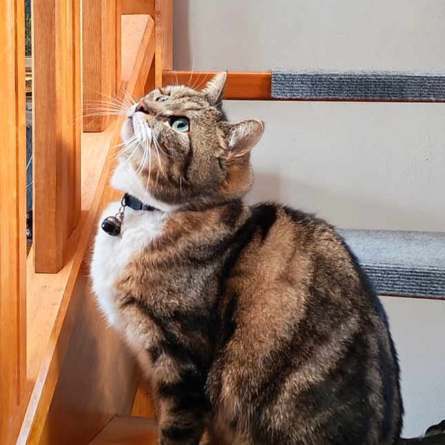Daisy participe au concours pour gagner de l'argent avec cette photo : cat, tabby, pet, indoor, staircase, wooden_window, carpeted_stairs, curious, green_eyes, fur, whiskers, collar, domestic_animal, sitting, side_view, natural_light, feline, paw, house, window