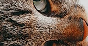 Daisy participe au concours pour gagner de l'argent avec cette photo : cat, tabby, close_up, face, eye, fur, whiskers, nose, lying_down, carpet, texture, sleepy, pet, animal, domestic, cozy, soft, indoor, resting, cute