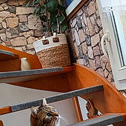 Daisy a rejoint le concours — aidez-le/la à gagner de superbes lots ! cat, tabby_cat, stairs, indoor, potted_plant, stone_wall, painting, window, curtains, carpet, collar, pet, animal, wood, home_interior, decor, furniture, looking_up, domestic_cat, cozy
