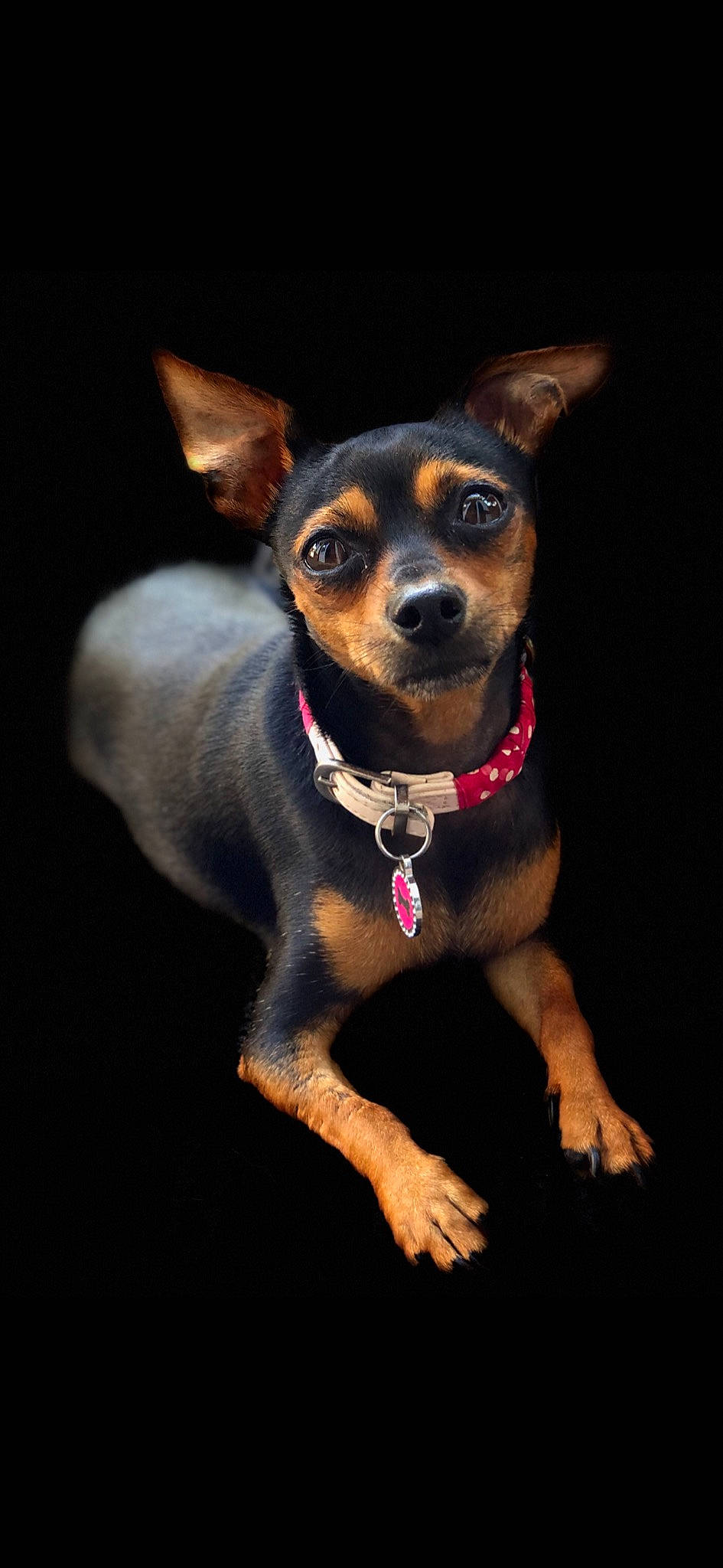 Hermione participe au concours pour gagner de l'argent avec cette photo : black_and_tan_terrier, canidae, carnivore, companion_dog, dog, dog_breed, ear, english_toy_terrier, german_pinscher, mammal, miniature_fox_terrier, miniature_pinscher, pinscher, prazsky_krysarik, puppy, rat_terrier, snout, toy_dog, toy_manchester_terrier, vertebrate