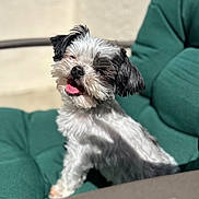 Oreo joined the competition — help win amazing prizes! dog, black_and_white, fluffy, small_dog, sitting, green_cushion, outdoor, sunlight, happy, tongue_out, pet, chair, fur, cute, animal, companion, portrait, relaxed, sunny_day, smiling